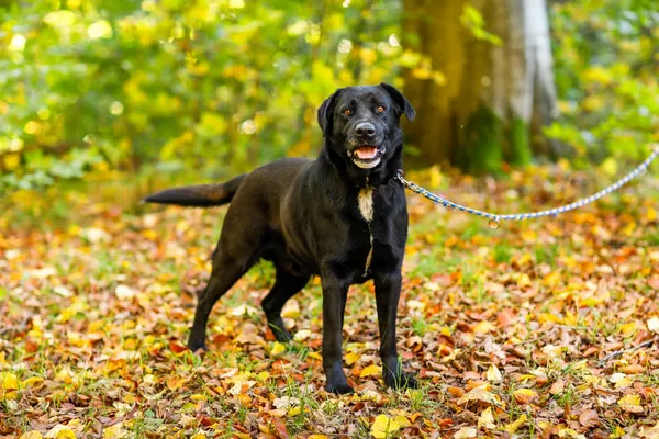 Pies do adopcji, Elbląg, 18 października 2024 (5/5)