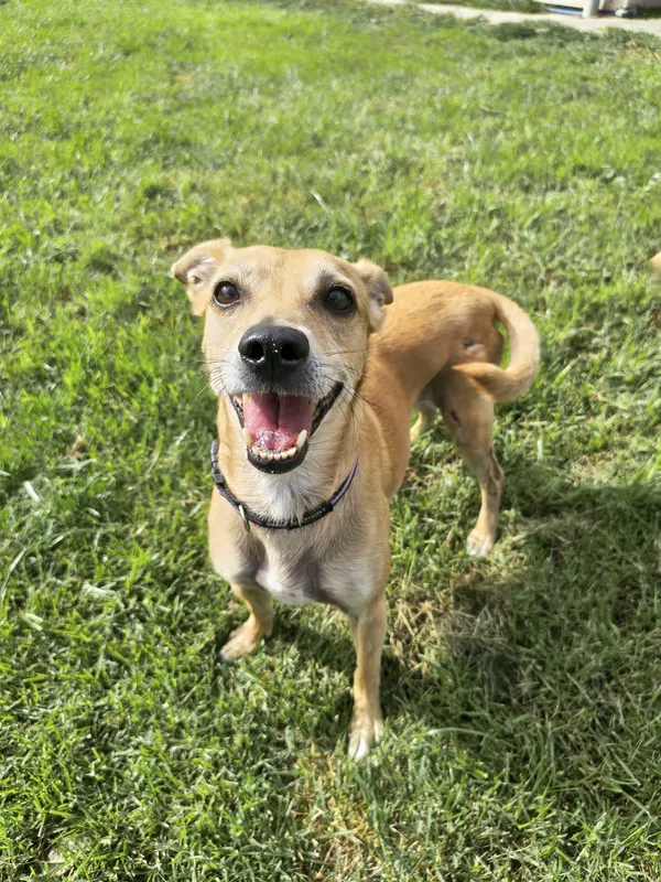 Pies do adopcji, Chojnice, 31 grudnia 2024 (1/5)