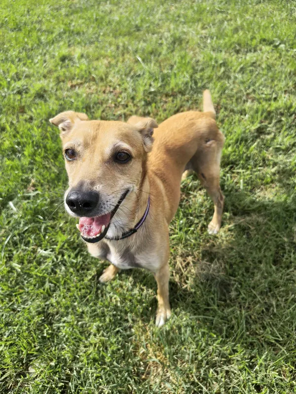 Pies do adopcji, Chojnice, 31 grudnia 2024 (3/5)