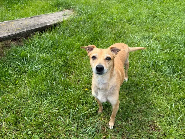 Pies do adopcji, Chojnice, 31 grudnia 2024 (5/5)