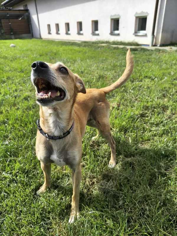 Pies do adopcji, Chojnice, 31 grudnia 2024 (2/5)