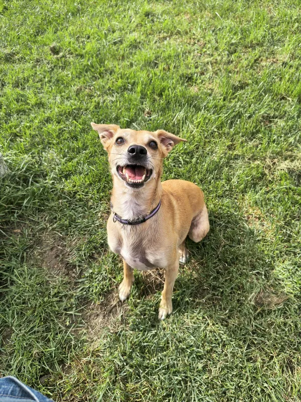 Pies do adopcji, Chojnice, 31 grudnia 2024 (4/5)