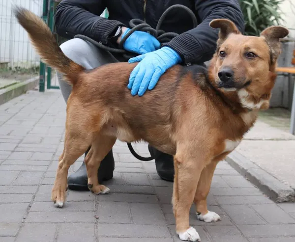 Znaleziono psa, Łódź, 1 stycznia 2025 (1/5)