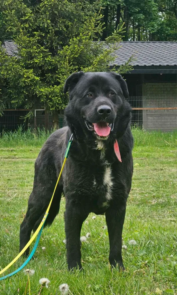 Pies do adopcji, Zgierz, 31 grudnia 2024 (1/5)