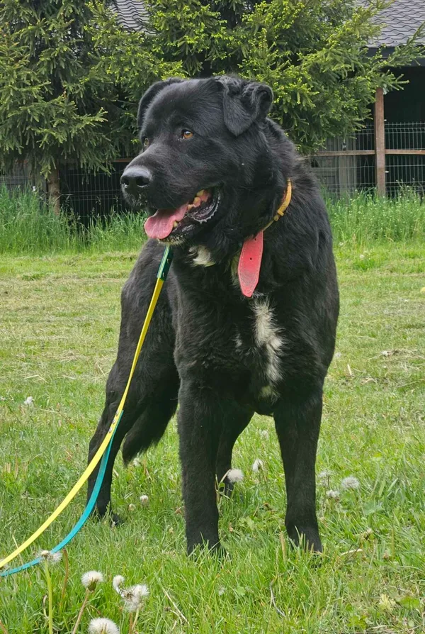 Pies do adopcji, Zgierz, 31 grudnia 2024 (3/5)