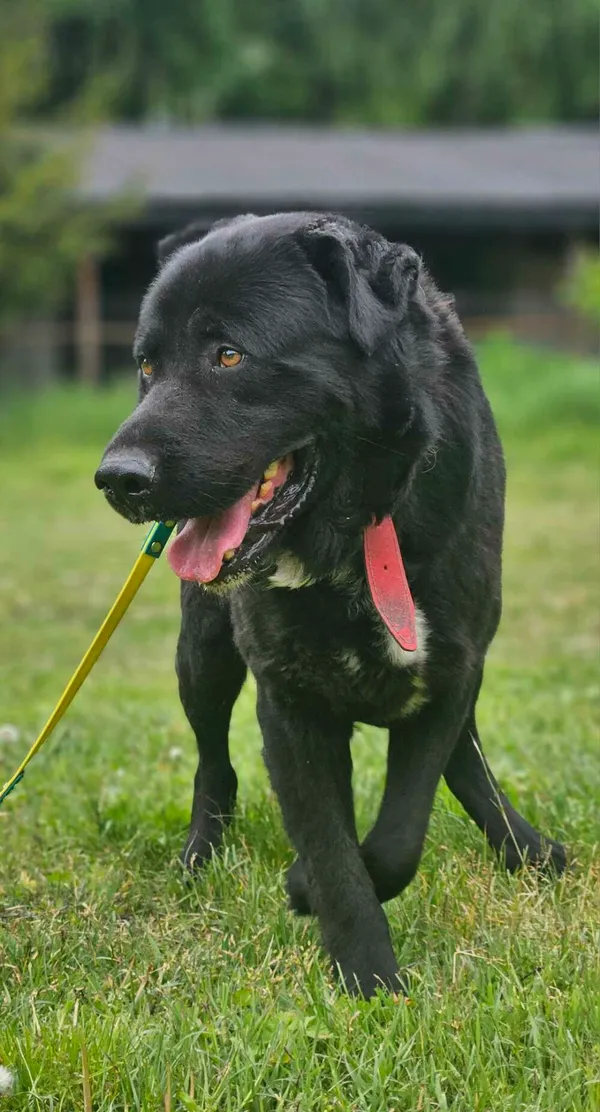 Pies do adopcji, Zgierz, 31 grudnia 2024 (4/5)