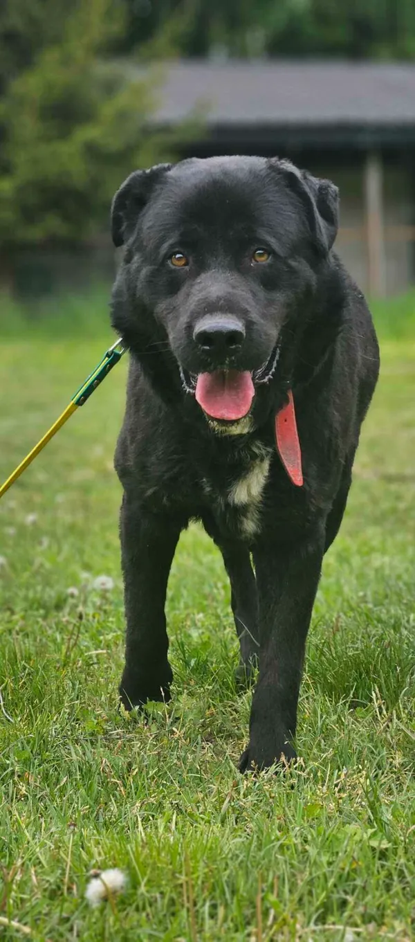 Pies do adopcji, Zgierz, 31 grudnia 2024 (5/5)