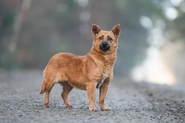 Pies do adopcji, Nowodwór, 2 stycznia 2025 (2/5)