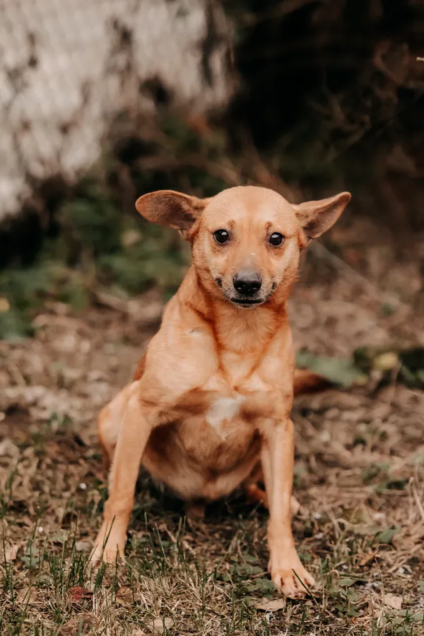 Pies do adopcji, Czartki, 2 stycznia 2025 (1/3)