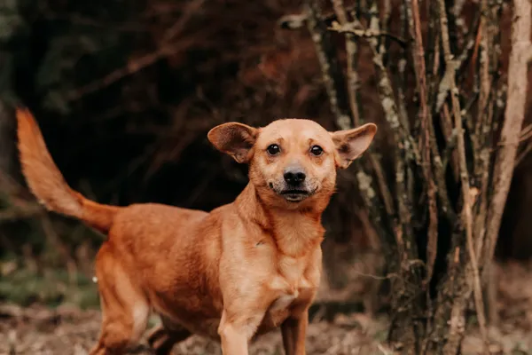 Pies do adopcji, Czartki, 2 stycznia 2025 (2/3)