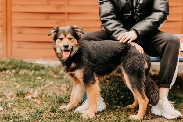 Pies do adopcji, Czartki, 2 stycznia 2025 (4/5)