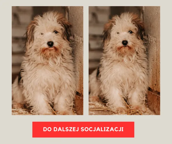 Pies do adopcji, Czartki, 2 stycznia 2025