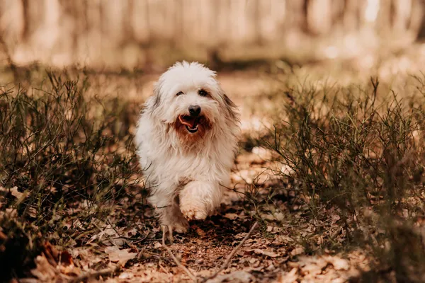 Pies do adopcji, Czartki, 2 stycznia 2025 (3/5)