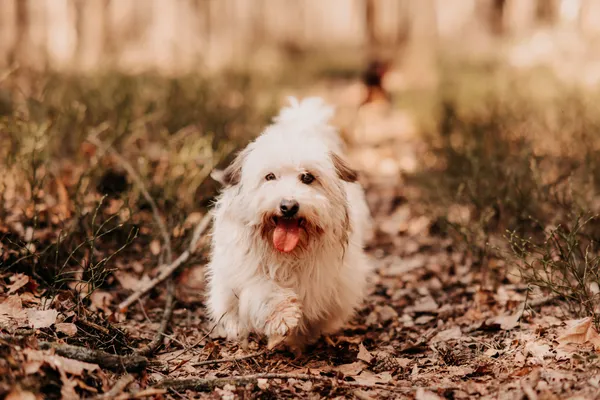 Pies do adopcji, Czartki, 2 stycznia 2025 (5/5)