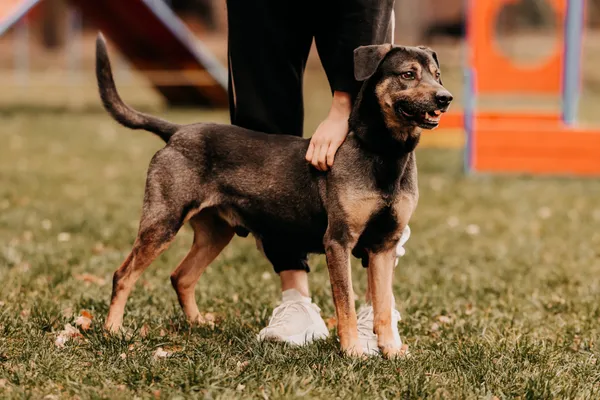 Pies do adopcji, Czartki, 2 stycznia 2025 (5/5)