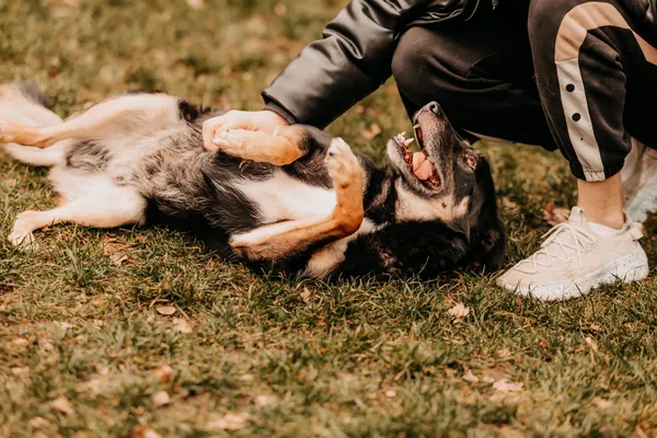 Pies do adopcji, Czartki, 2 stycznia 2025 (4/5)