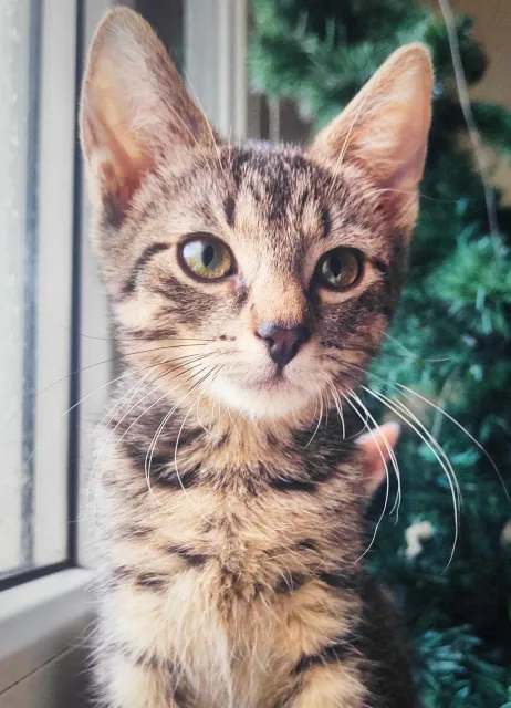 Kot do adopcji, Piła, 29 września 2023 (1/3)