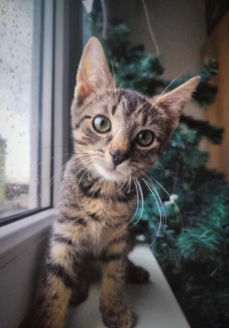 Kot do adopcji, Piła, 29 września 2023 (2/3)