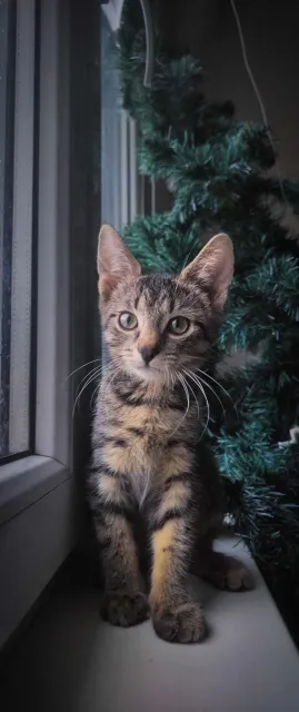 Kot do adopcji, Piła, 29 września 2023 (3/3)