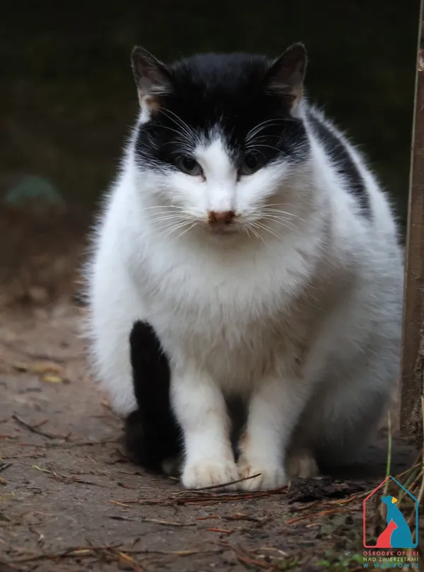 Kot do adopcji, Grudziądz, 19 grudnia 2024