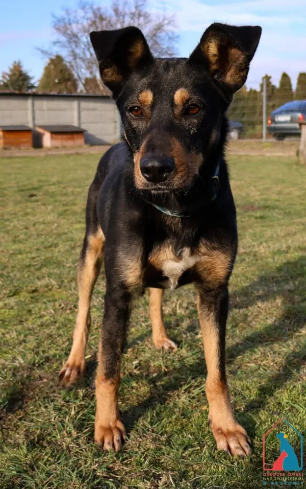 Pies do adopcji, Grudziądz, 13 grudnia 2024 (3/5)