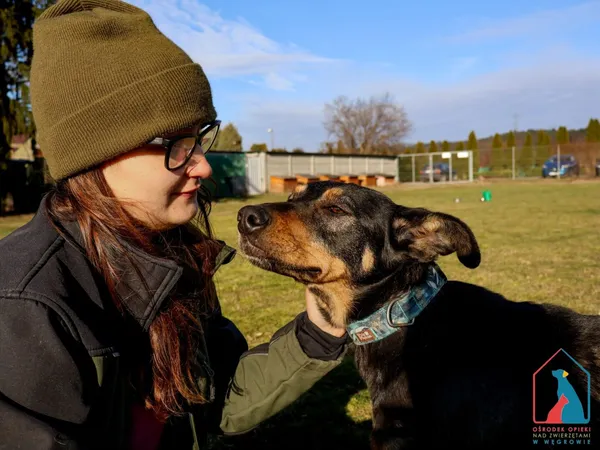 Pies do adopcji, Grudziądz, 13 grudnia 2024 (4/5)