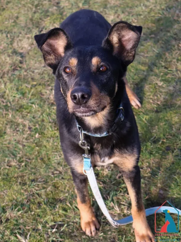 Pies do adopcji, Grudziądz, 13 grudnia 2024 (5/5)