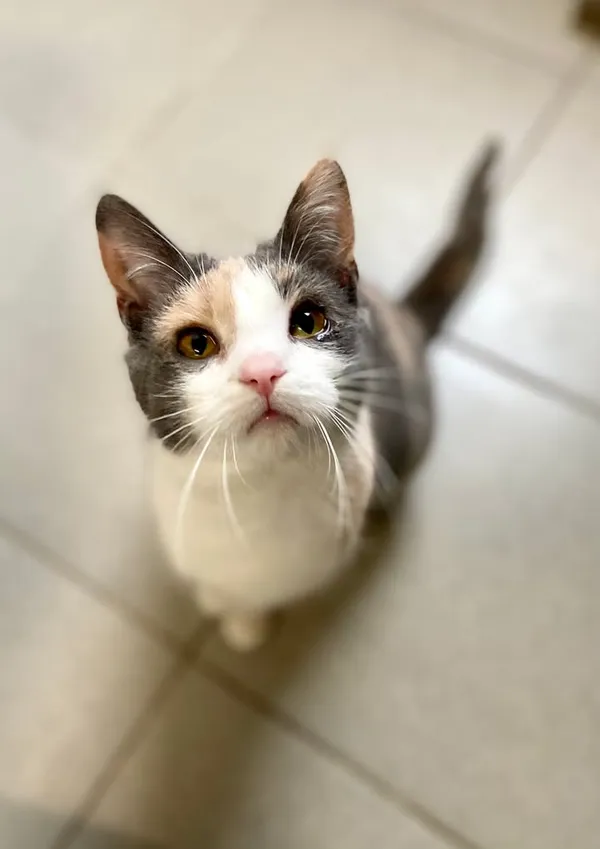 Znaleziono kota, Lublin, 30 grudnia 2024