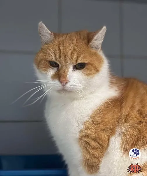 Znaleziono kota, Lublin, 3 stycznia 2025