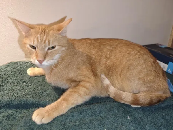 Pies do adopcji, Zgierz, 9 grudnia 2024 (3/4)