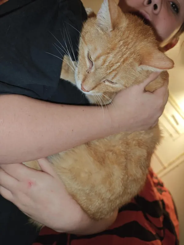 Pies do adopcji, Zgierz, 9 grudnia 2024 (4/4)