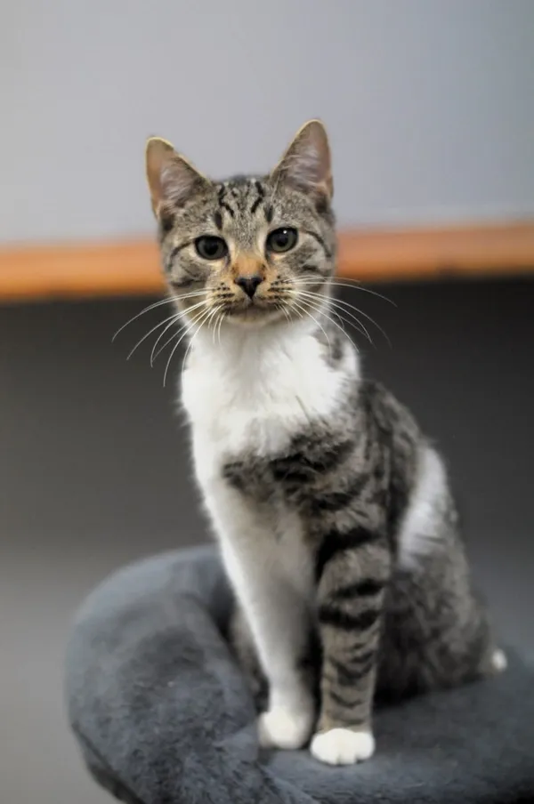 Kot do adopcji, Olsztyn, 7 października 2024