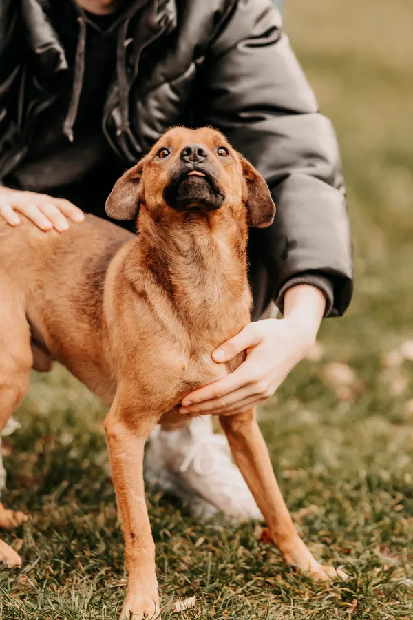 Pies do adopcji, Czartki, 3 stycznia 2025 (4/5)