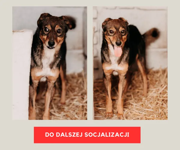 Pies do adopcji, Czartki, 3 stycznia 2025 (1/5)