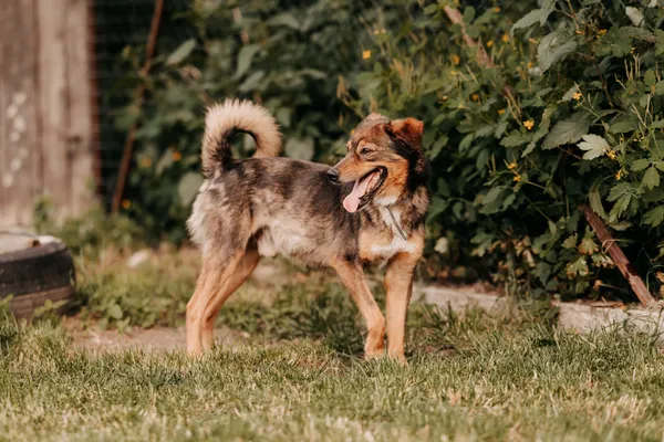 Pies do adopcji, Czartki, 3 stycznia 2025 (3/5)