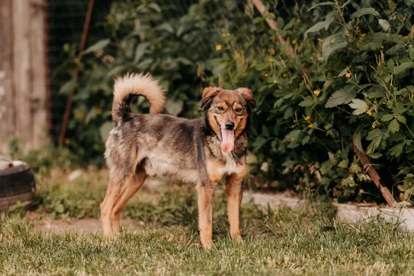 Pies do adopcji, Czartki, 3 stycznia 2025 (4/5)