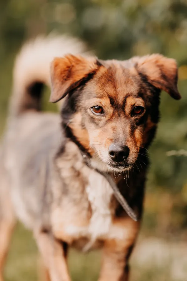 Pies do adopcji, Czartki, 3 stycznia 2025 (5/5)