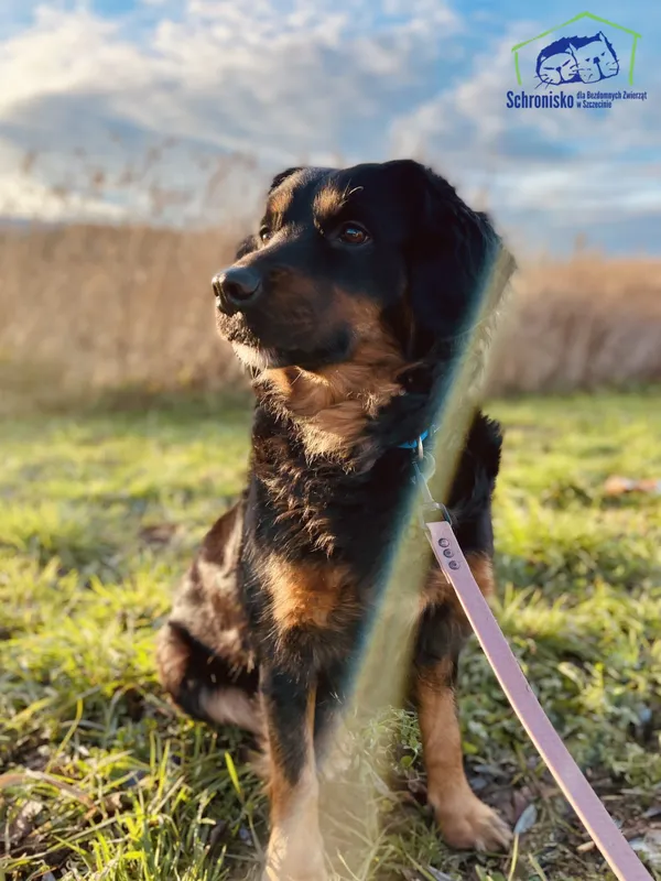 Znaleziono psa, Szczecin, 2 stycznia 2025 (1/3)