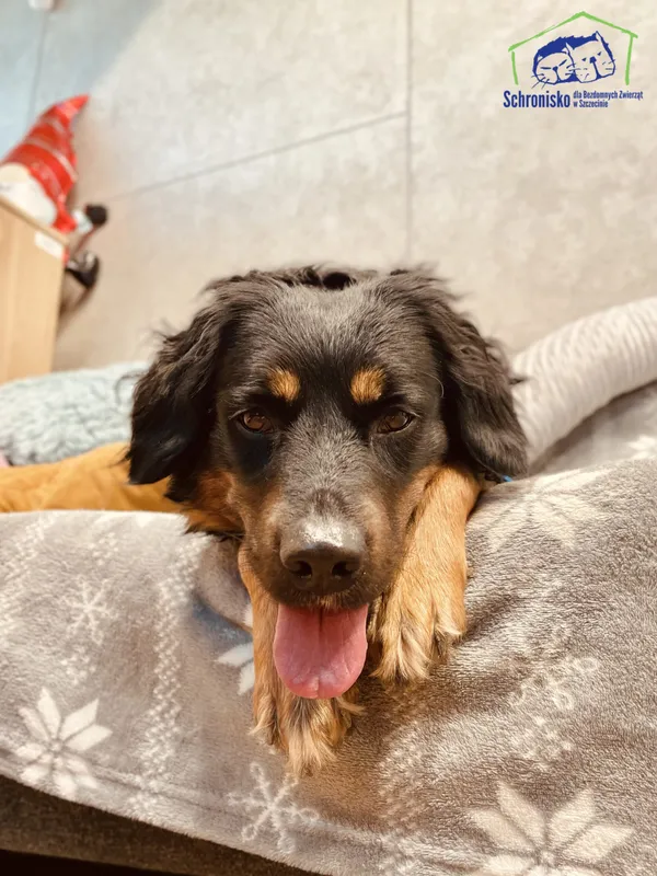 Znaleziono psa, Szczecin, 2 stycznia 2025 (2/3)