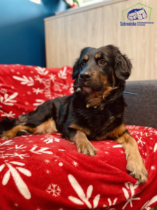 Znaleziono psa, Szczecin, 2 stycznia 2025 (3/3)