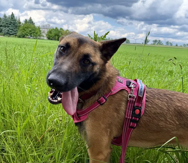 Znaleziono psa, Chojnice, 2 stycznia 2025 (1/2)