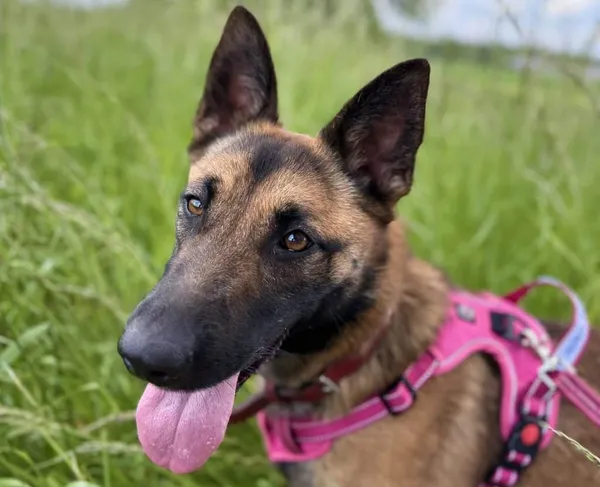 Znaleziono psa, Chojnice, 2 stycznia 2025 (2/2)