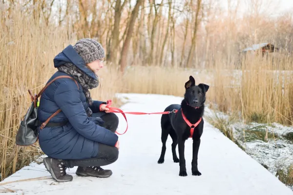 Znaleziono psa, Sosnowiec, 2 stycznia 2025 (1/4)