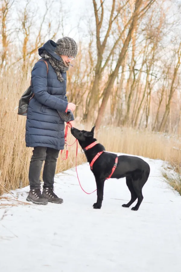 Znaleziono psa, Sosnowiec, 2 stycznia 2025 (2/4)