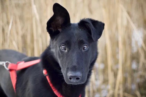 Znaleziono psa, Sosnowiec, 2 stycznia 2025 (3/4)