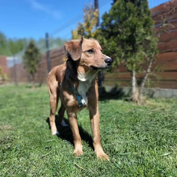 Znaleziono psa, Chojnice, 31 grudnia 2024 (1/3)