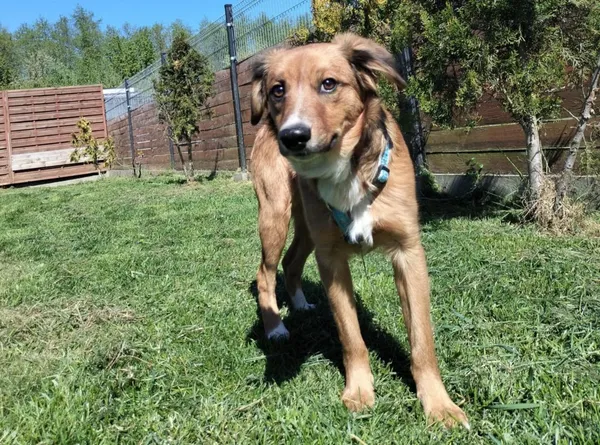 Znaleziono psa, Chojnice, 31 grudnia 2024 (3/3)