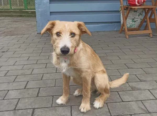 Znaleziono psa, Chojnice, 31 grudnia 2024