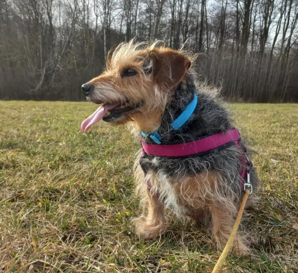 Znaleziono psa, Chojnice, 31 grudnia 2024 (2/3)