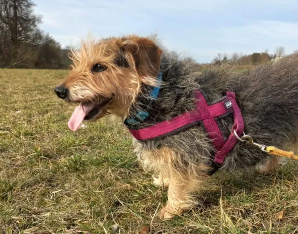 Znaleziono psa, Chojnice, 31 grudnia 2024 (3/3)